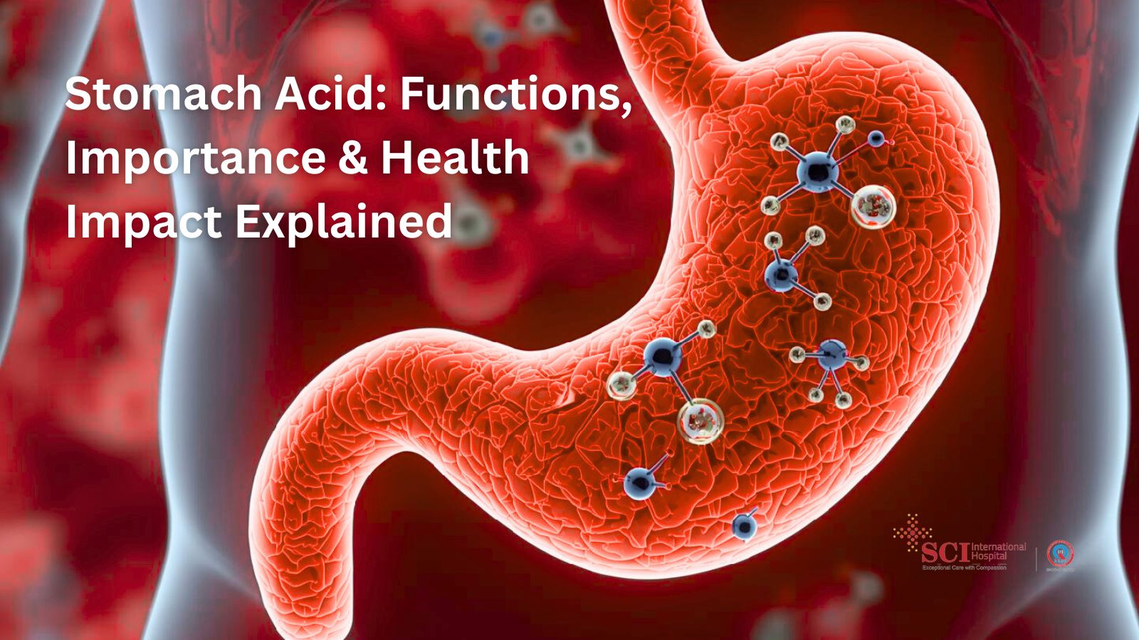 The Critical Role of Stomach Acid: A Complete Guide to Its Functions, Importance, and Health Impact